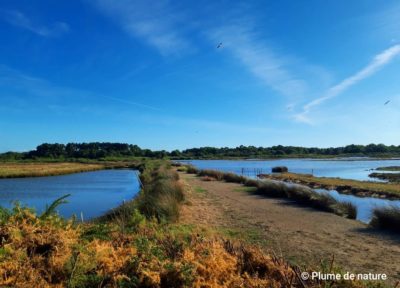 La réserve ornithologique du Teich