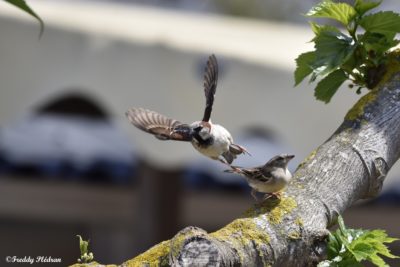 Moineau domestique : le Pierrot des villes