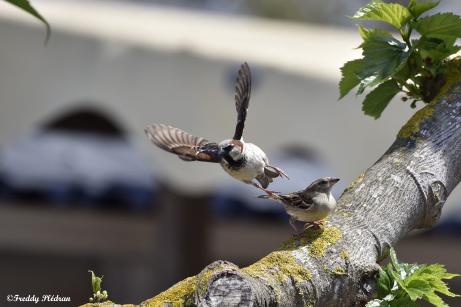 Moineau domestique : le Pierrot des villes