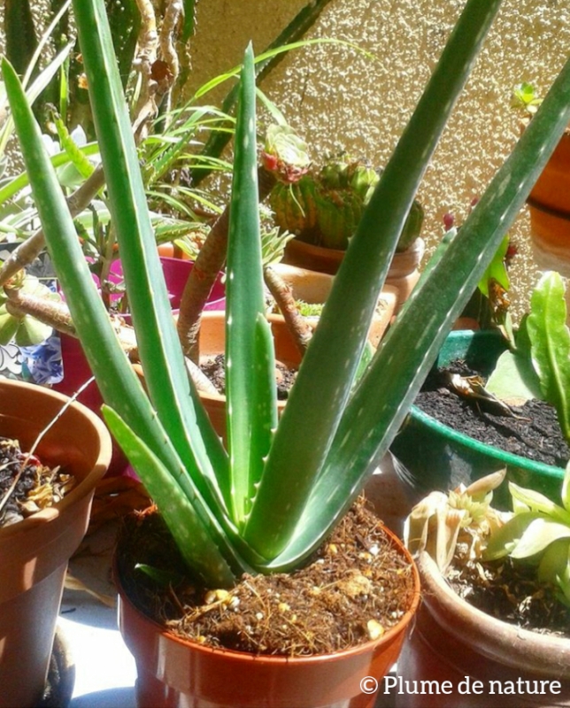 L’aloe vera et ses mille et une vertus