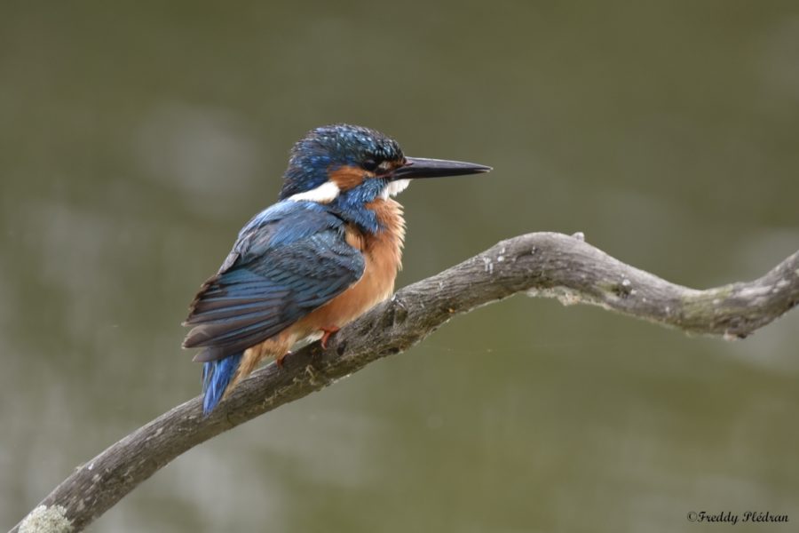 Martin-pêcheur d’Europe