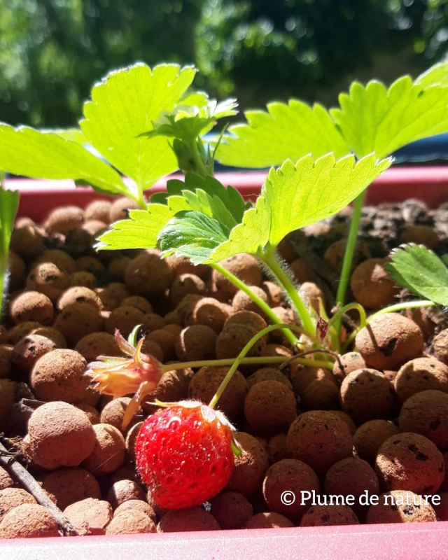 Comment réussir l’entretien des fraisiers ?