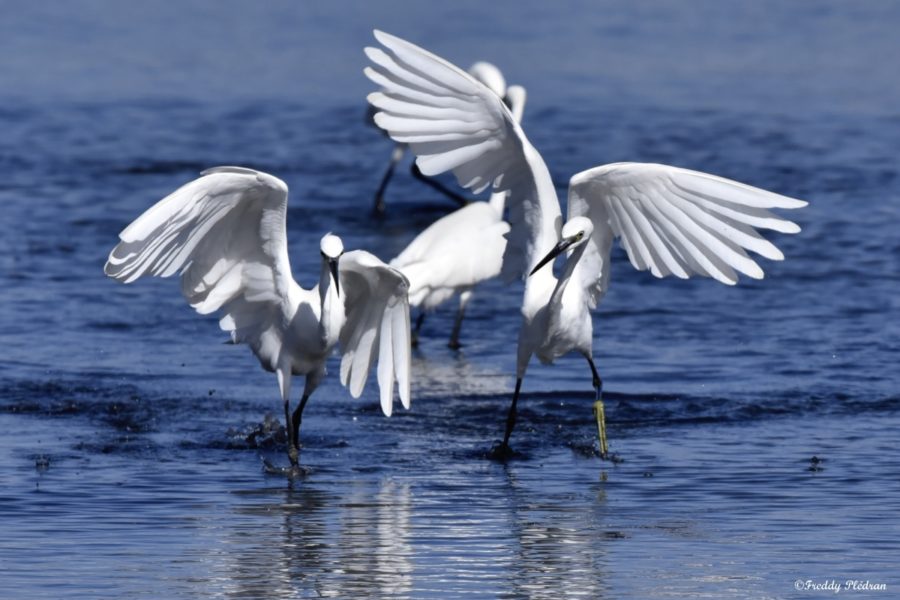 Aigrette garzette