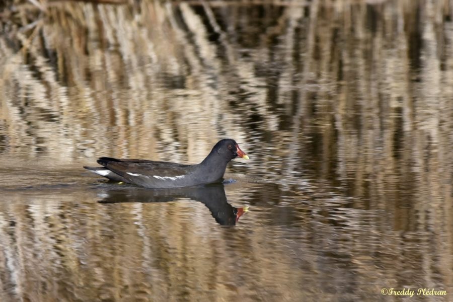 Gallinule poule-d’eau