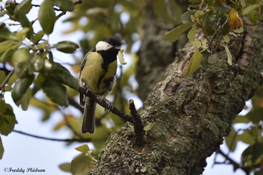 Mésange charbonnière