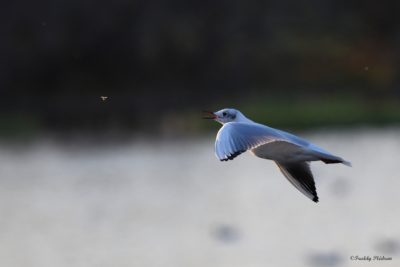 Mouette rieuse