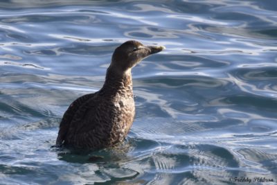 EN EXCLUSIVITÉ : Eider à duvet