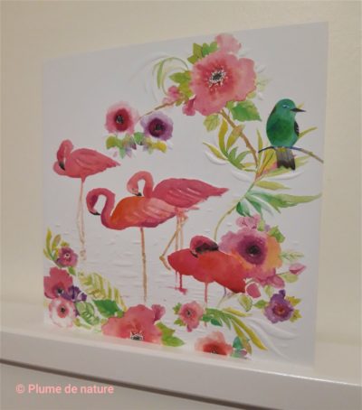 Parrainage d’un oiseau : le flamant rose