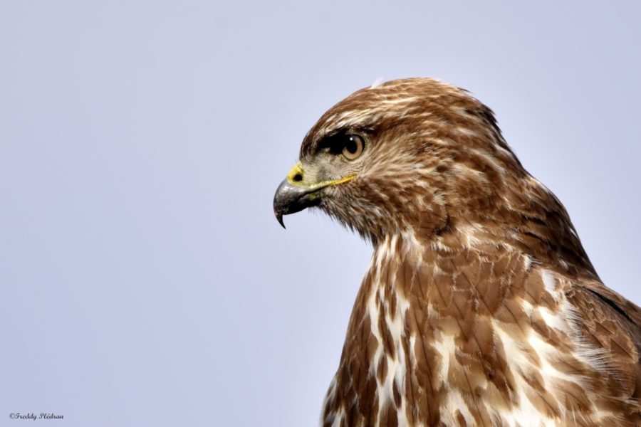 Buse variable