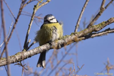 Mésange bleue