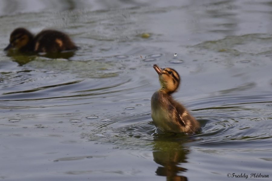 Canard colvert