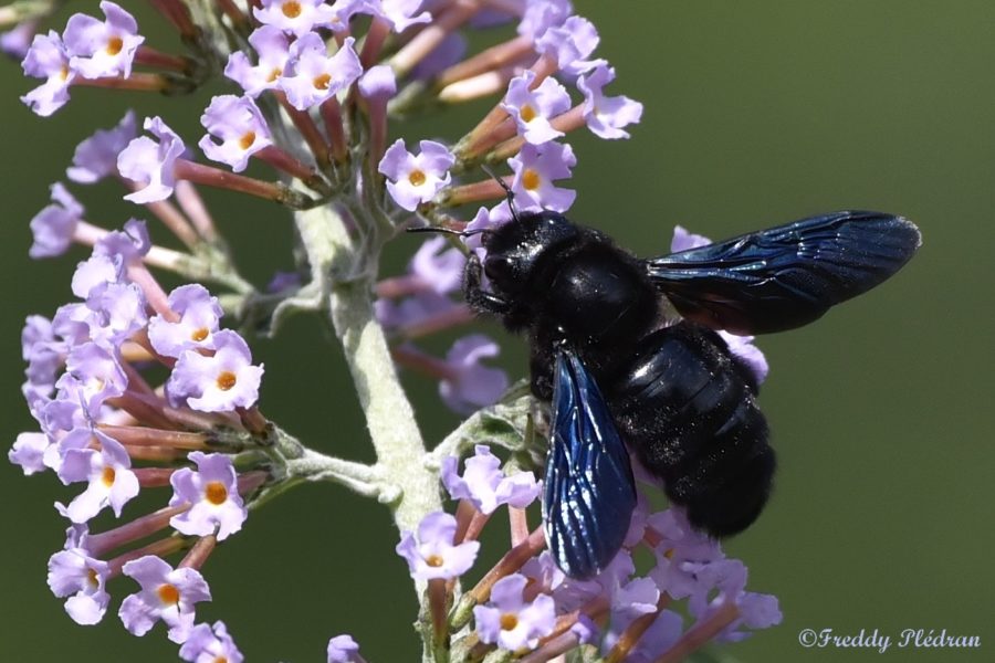 Abeille charpentière