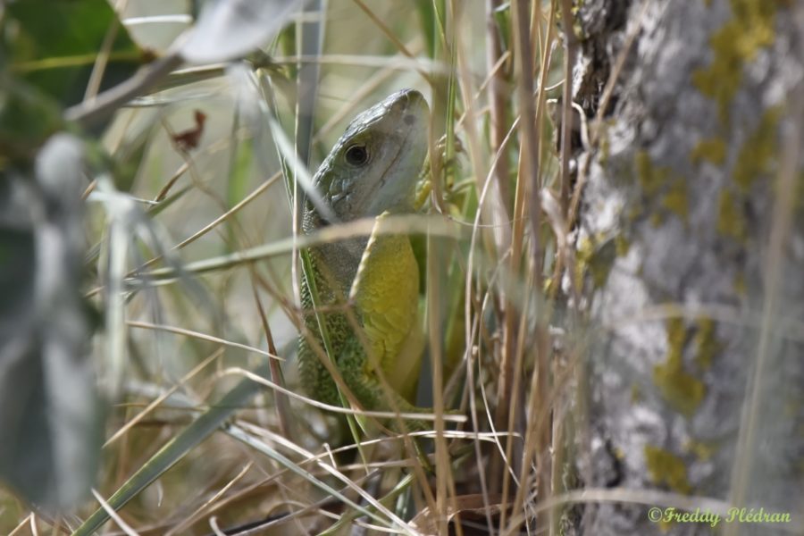 Lézard à deux raies