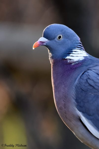 Pigeon ramier
