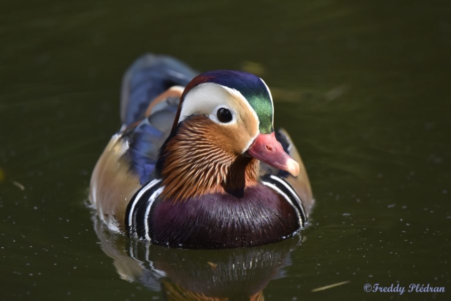 Canard mandarin