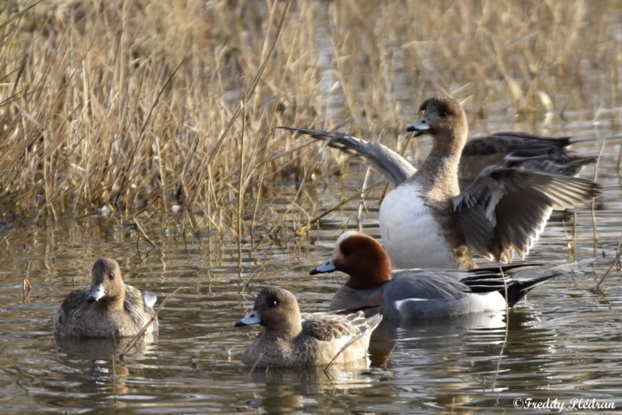 Canard siffleur