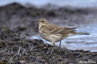Pipit spioncelle