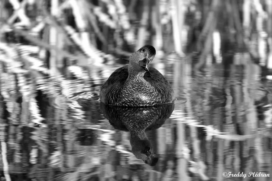 Canard chipeau