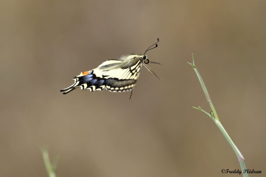 Machaon alias Grand porte-queue