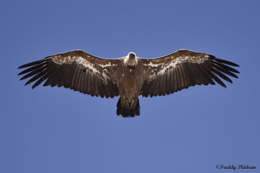 Vautour fauve