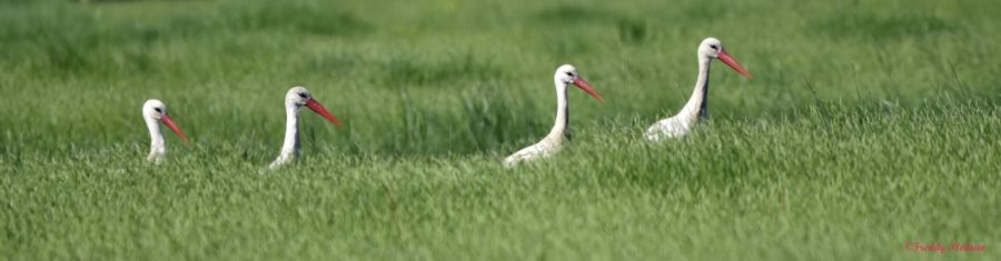 Cigogne blanche