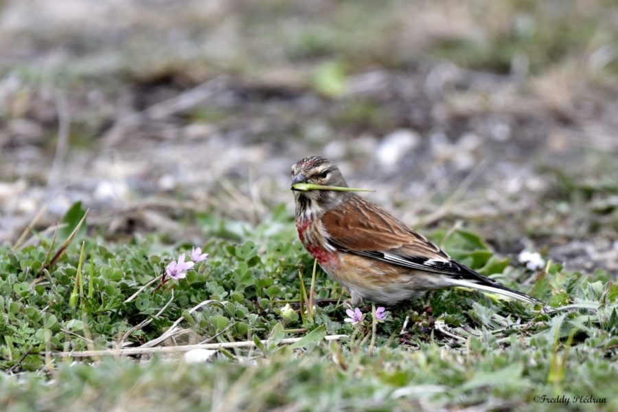 Linotte mélodieuse