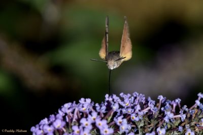 Plantes mellifères : comment attirer les insectes pollinisateurs au jardin ?