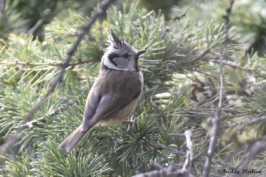 Mésange huppée