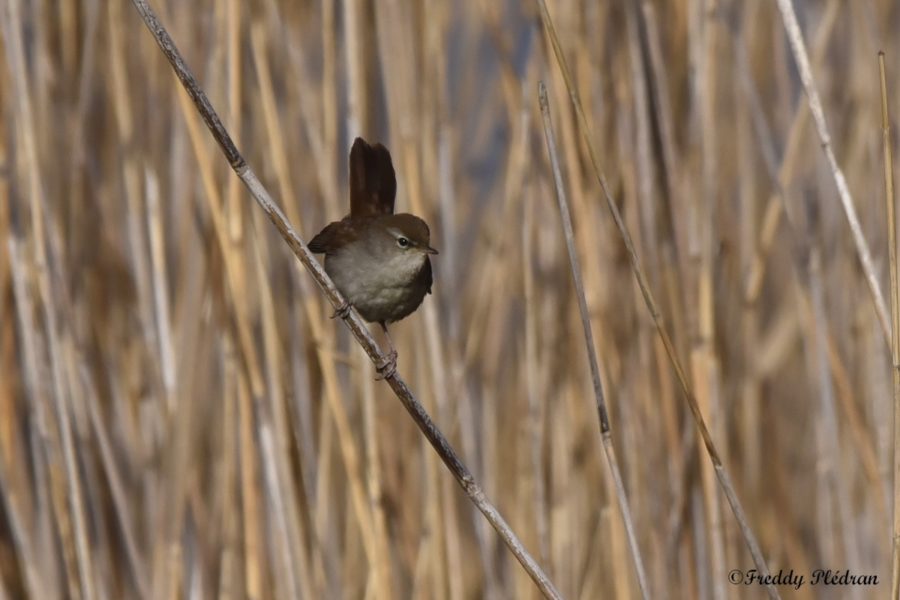 Bouscarle de cetti