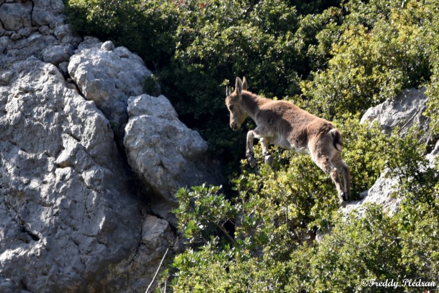 Bouquetin ibérique ou Bouquetin des Pyrénées