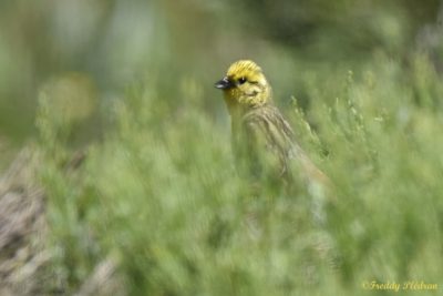 Bruant jaune