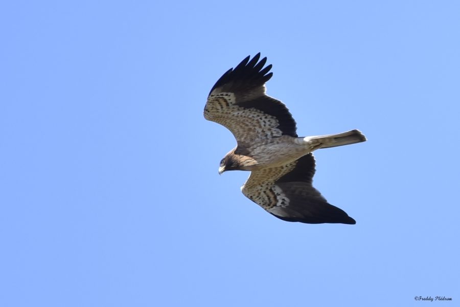 Aigle botté