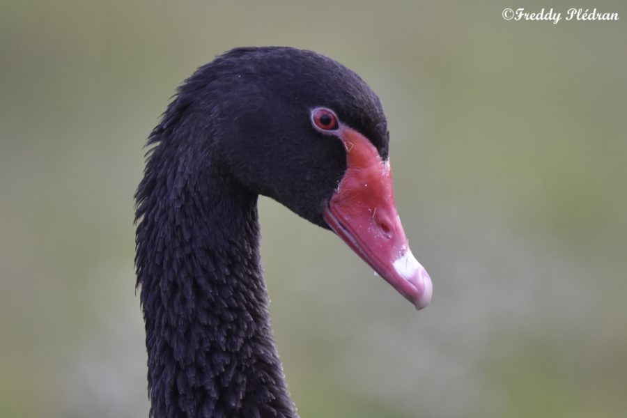 Cygne noir