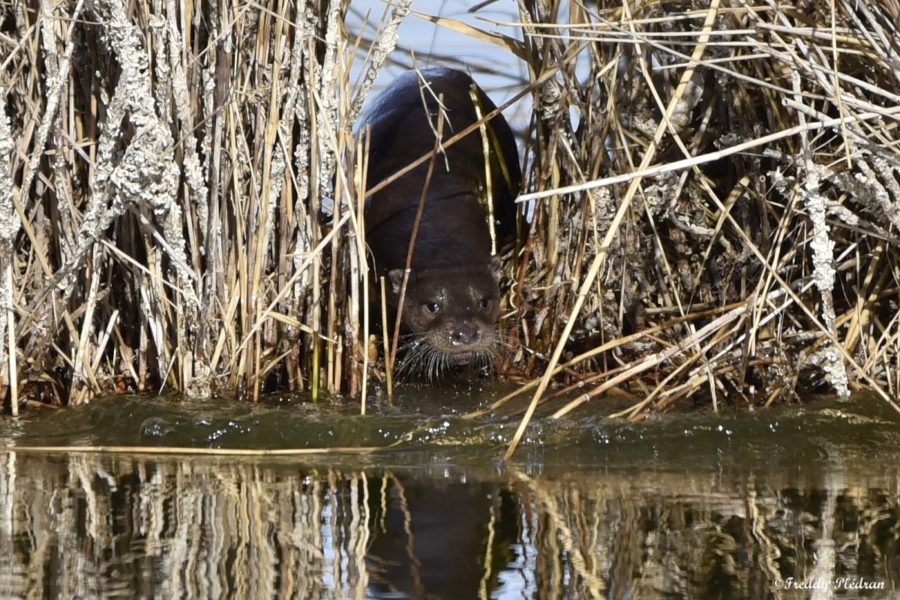 Loutre d’Europe