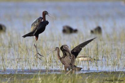 Ibis falcinelle