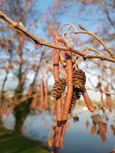 Aulne glutineux : « l’arbre guirlande » !