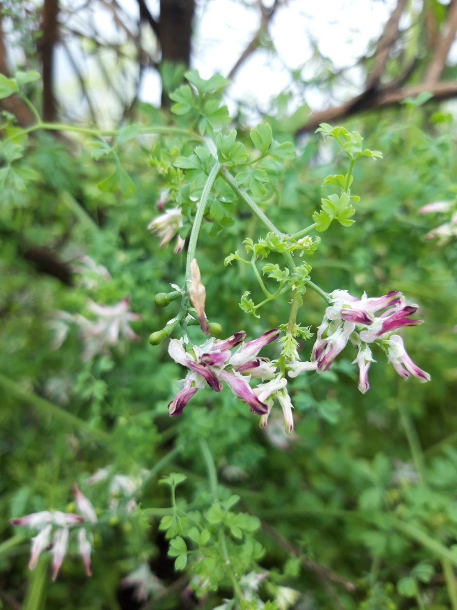 Fumeterre officinale