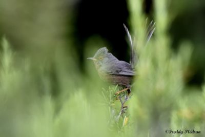 Fauvette pitchou