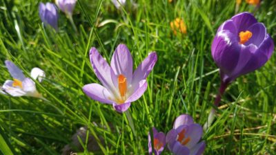 Crocus