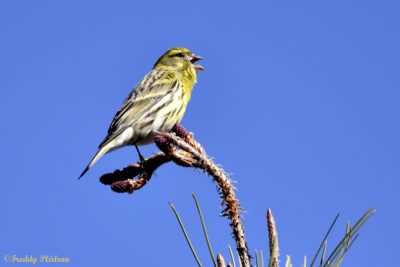 Serin cini