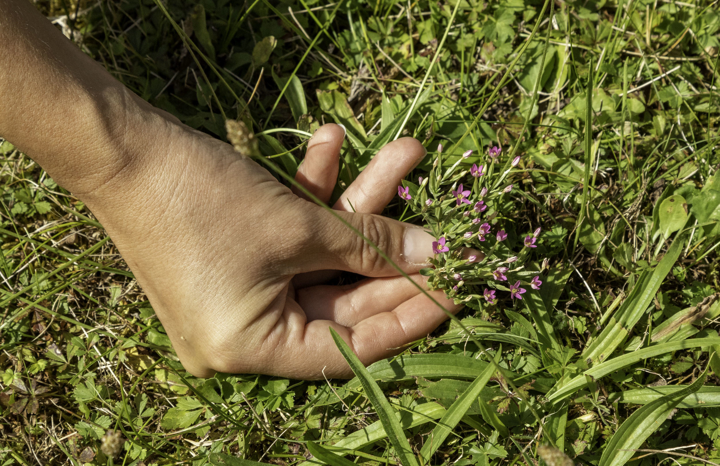 plantes sauvages comestibles en région centre val de loire