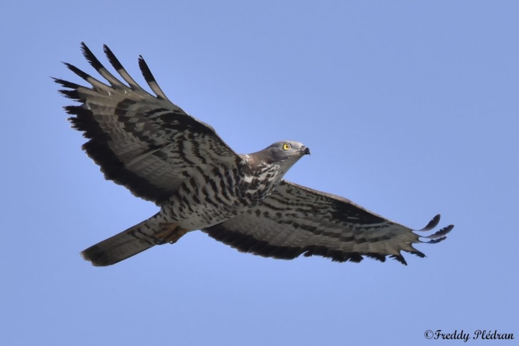 Bondrée apivore au-dessus de la Loire