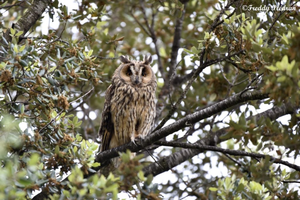 Hibou moyen duc dans les arbres