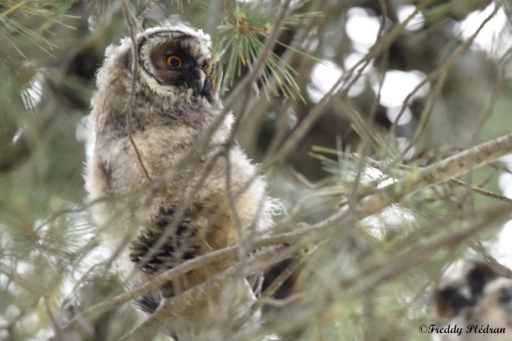 Hibou moyen duc juvénile dans un pin