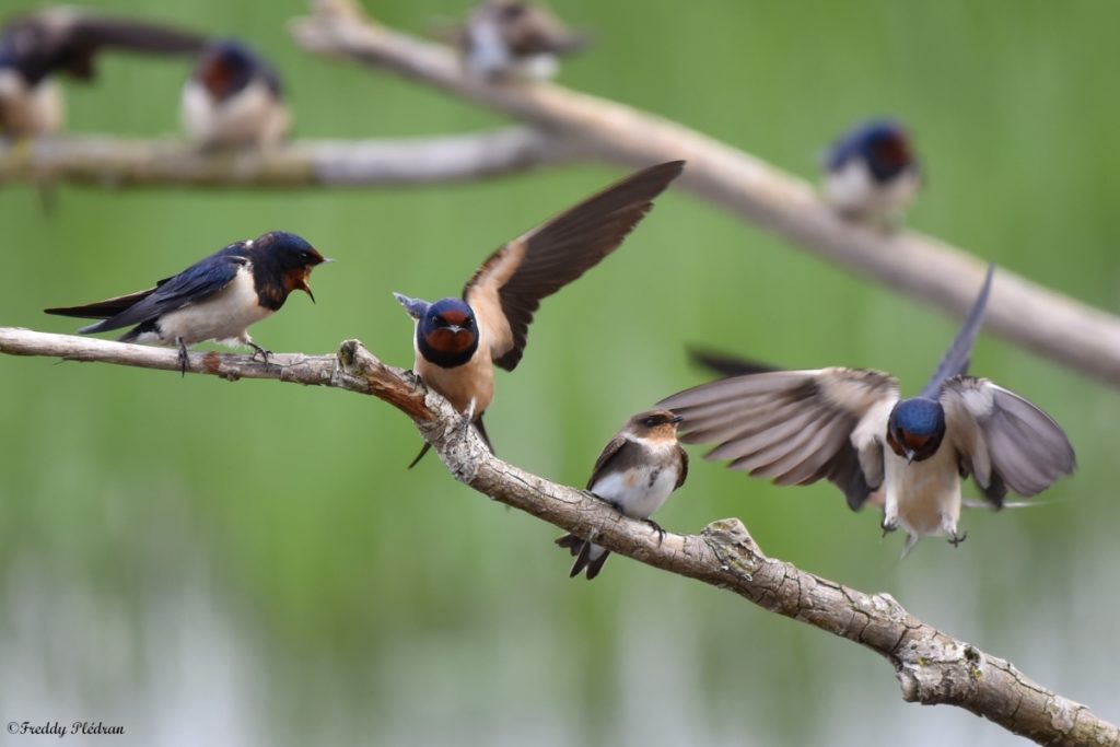 Cris d'Hirondelles de cheminée, rustiques et Hirondelles de rivage