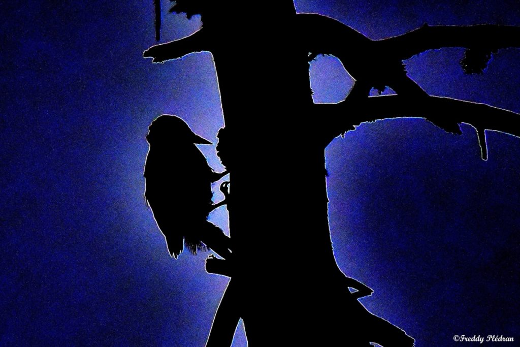 Pic épeiche effet nocturne