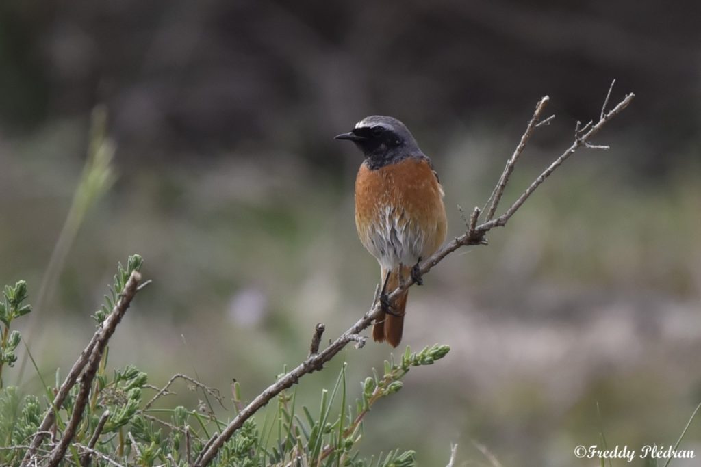 Rougequeue à front blanc mâle plumage nuptial