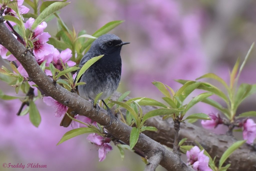 Rouge queue noir en plumage nuptial dans les fleurs