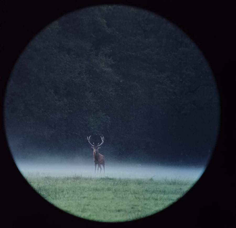 Brame du cerf en forêt, Sologne