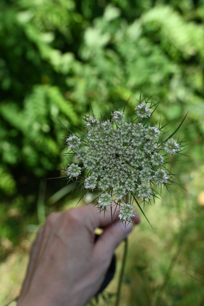 Carotte sauvage au Parc de Loire